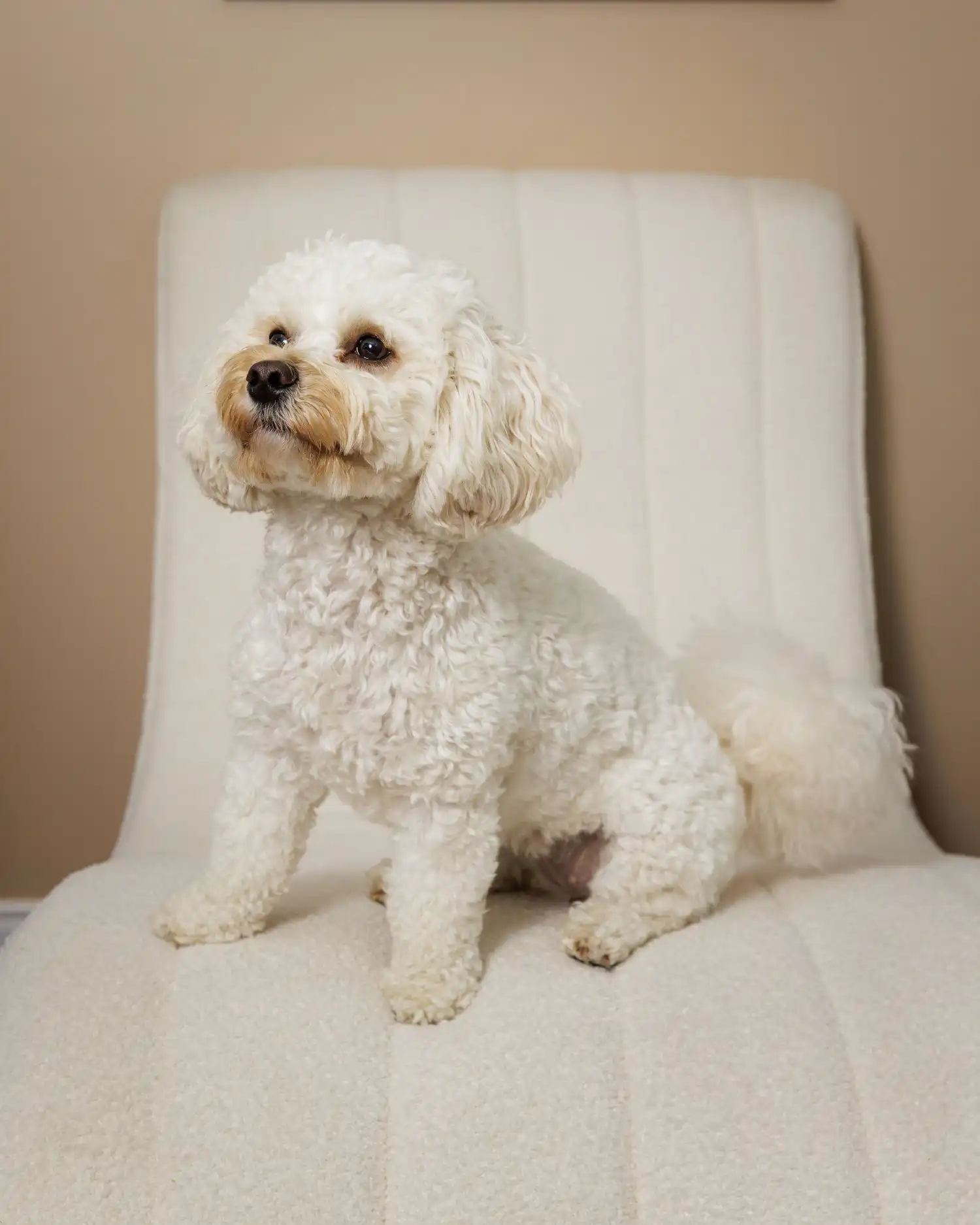 Small white dog sitting on a chair inside One Eleven RX Medspa Auburn, MA